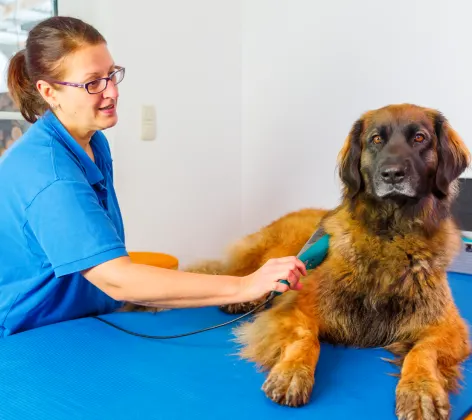 Veterinarian using laser therapy on dog